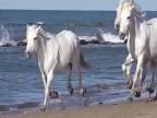 Kone na pláži (spomalene)
