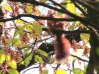 Veverička si lúska semiačka na strome