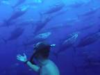 Potápanie v húfe tuniakov (Malta)