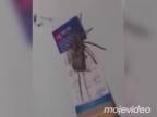 Keď prácu mačky robí pavúk (Medzičasom v Austrálii)
