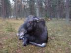 Blízke stretnutie s losom mokraďovým (Rusko)