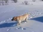 Labrador Geňa je snežné torpédo!