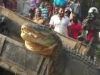 Obrovského krokodíla vrátili do prírody (Srí Lanka)