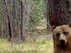 Medveď grizzly mal funky náladu