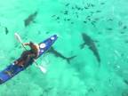 Pohodička so žralokmi na ostrove Sv. Heleny