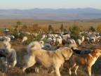 Zabijak vlkov - kaukazsky ovciak