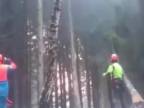 Moderne pílenie stromov (Rusko)