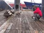 Bežný deň aljašského rybára (kŕmenie hladných orliakov)