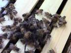 Včely si brutálne poradili s neútočiacim pavúkom.