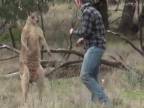 Chlap zmlátil kenguru (neupravená verzia)