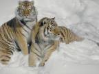 Tigre v snehu provokoval dron