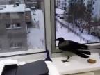 Vrana, či straka, je to jedno! (Rusko)