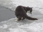 Ako išla mačka na ryby