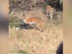 V Číne zabili tigre muža v zoo (Nevhodné pre slabšie povahy