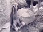 Mladý dromedár uviazol medzi skalami (Saudská Arábia)