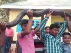 Do dediny zavítal 5-metrový pytón (India)