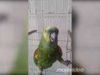 Keď tvoj papagáj spieva ako Rihanna