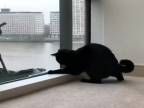 Mačka a umývači okien