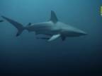 Záhadné správanie žralokov čiernocípych