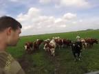 Zvolávanie kráv na pastve
