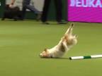 Tie najzábavnejšie psy na agility súťaži Crufts 2017