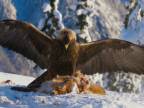 Očarujúce zábery orla skalného