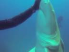 Žralok citrónový v núdzi (Florida)