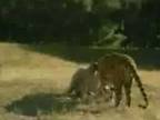 Tiger a jeho útok