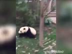 Prečo sú pandy ohrozené? (Čína)