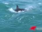 Žralok ulovil tuleňa pred zrakmi turistov