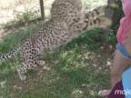 Keď gepardovi nesadne návšteva (Južná Afrika)