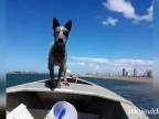 Keď venčíš psa na motorovom člne