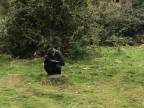 Gorile chýbali proteíny (Holandsko)