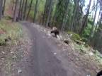 Medveďku, daj cyklistovi labku (Bikepark Malinô Brdo)