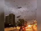 Apokalypsa sa blíži (tisícky vtákov v Houstone)