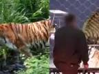 Život tigra.. príroda vs. cirkus