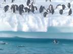 Tučniaky predsa nevedia lietať (hovadina dňa)