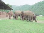 Stádo slonov beží privítať zachráneného sloníka!