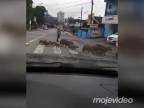Daj prednosť kapybarám! (Brazília)