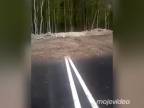 Cesta do lesa (Rusko)