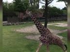 Antilopa sa nedohodla so žirafou (Rotterdam)