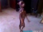 Tancujúci pes