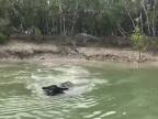 Neserte vodného byvola (Austrália)