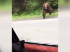 Keď auto napadne rozzúrený medveď (Aljaška)