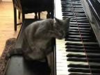Mačka hrá na piáno