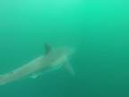 Žralok biely v Grécku