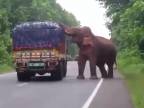 Slonovi zachutili zemiaky, nepomohli ani petardy (India)
