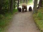 Keď stretneš rodinku medveďov Grizzly (Aljaška)