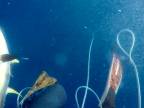 Riziká rybolovu s harpúnou (ostrov Ascension)