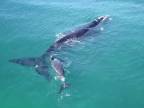 Veľryba s mláďaťom sa stali miestnymi celebritami! (Perth)